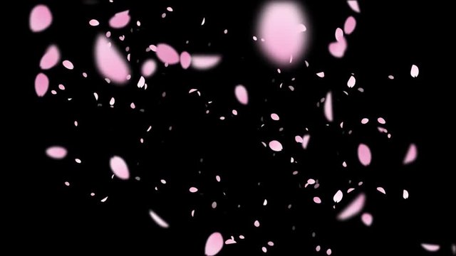 Sakura_Coming_Loop&Alpha