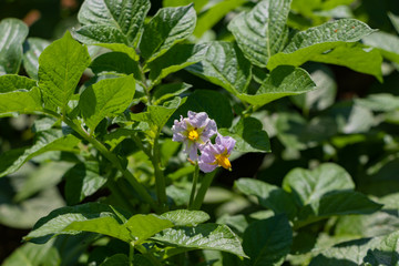 成長した野菜の苗