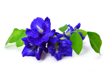 Butterfly Pea Flower  isolated on white background.