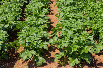 すくすく育つ野菜の苗