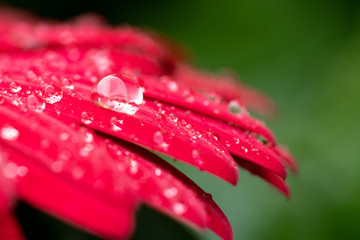 Macro Flower Water Drop