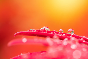 Macro Petal Water Drop