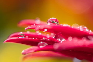 Pink Petal Water Droplet