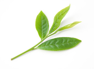 Obraz premium 茶葉の新芽