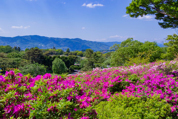 静岡県伊東市　小室山のつつじ