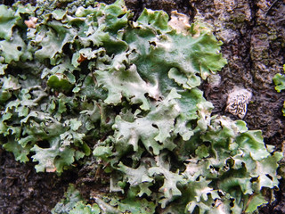 texture of bark of trunk with mushrooms mold