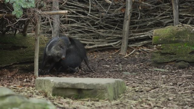 Two collared peccaries
