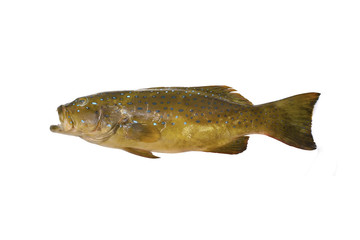 Plectropomus Fish isolated on white