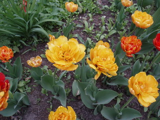 beauty in Nature bouquet close-up day flower Flower Arrangement flower head Flowering plant fragility Freshness Growth high angle view inflorescence leaf Nature no people outdoors petal Plant Plant pa