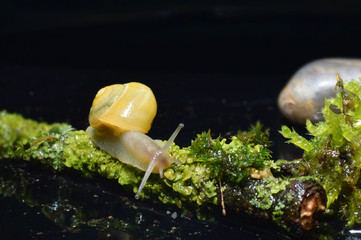 Snail in wald by water