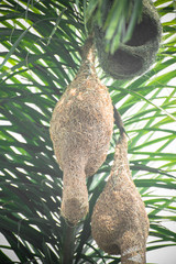 Bird's Nest in Thailand
