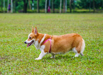 Pembroke Welsh Corgi in the park