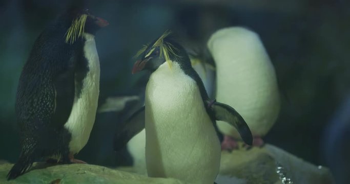 Rockhopper penguins