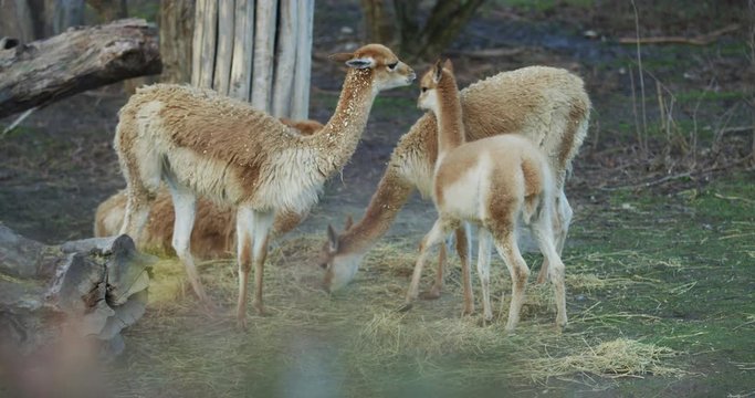 Llamas and a cria