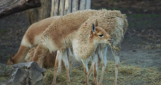 Llamas eating