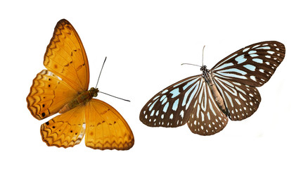 Fototapeta premium Bladoniebieski tygrys i motyl Yeoman, kolorowe motyle na białym tle