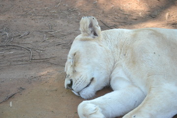 Fototapeta premium Lion