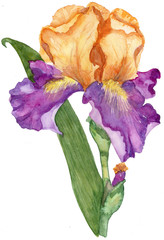 Iris watercolor yellower and fiolet wiht green leaves and buton