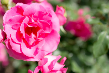 薔薇（うらら）