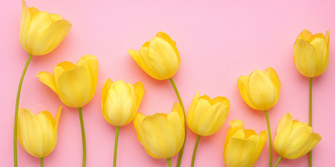Yellow tulip flowers on a pink background, top view, flat layout. concept summer, spring, holiday March 8, mother's day.