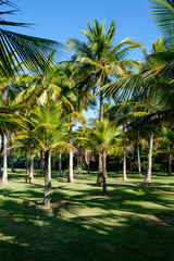 Fototapeta na wymiar Palm trees of various sizes in a park on sunny day in Rio de Janeiro. Shadows in the foreground, and a deep blue sky. Rio de Janeiro, Brazil.