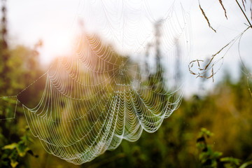 cobweb at dawn and dew on the grass 