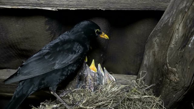 Amseleltern, Turdus merula, Schwarzdrossel f&uuml;ttern Jungv&ouml;gel am Nest, 4K