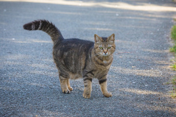 cute cat living in the countryside freely looking at camera during day