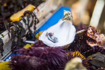 shells from oysters and sea urchins on the market in the port of Essaouira.