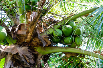 Detail of coconut palm trees on sunny day in Rio de Janeiro. Many green coconuts are hanging bellow...