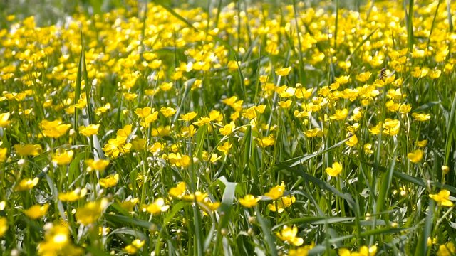 Spring background with Anemone ranunculoides, yellow wood anemone, flowers in nature.