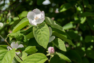 Jasmine blossoms in the shade of the garden