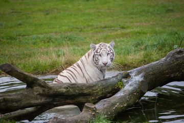 A beautiful white tiger in the water