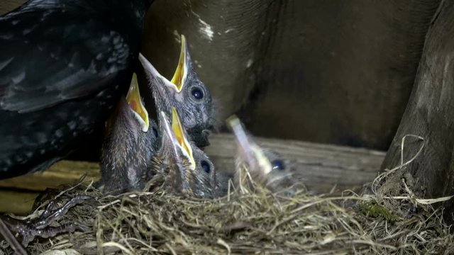 Amseleltern, Turdus merula, Schwarzdrossel f&uuml;ttern Jungv&ouml;gel am Nest, 4K