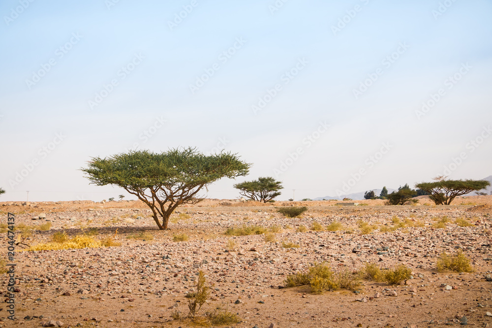 Wall mural dru desert with stouns and seldom trees