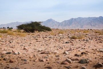 Dru desert with stouns and seldom trees