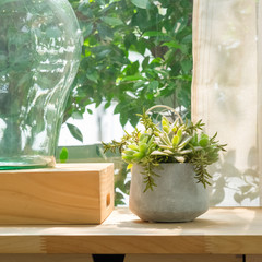 plant pot besides window