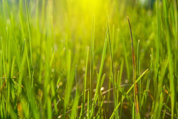 Grass background