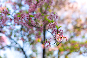 Cherry blossom is famous season in Japan.A lot of travelers come to Tokyo to see the Cherry blossom bloom.