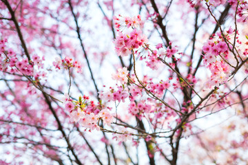 Obraz premium Cherry blossom is famous season in Japan.A lot of travelers come to Tokyo to see the Cherry blossom bloom.