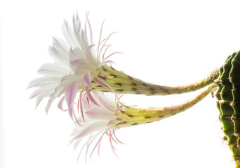 Closeup of a beautiful silky pink tender Echinopsis Lobivia cactus flower and green thorny spiky plant on white background