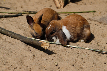 Two domestic pygmy rabbits © veroja