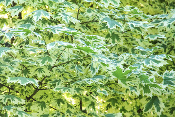 Acer platanoides Drummondii, foliage