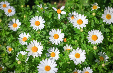 Fototapeta premium White chrysanthemum or daisies flowers