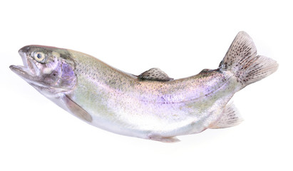 Fish trout