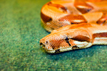 snake yellow her eye on a green background rolled up isognitaya reptile