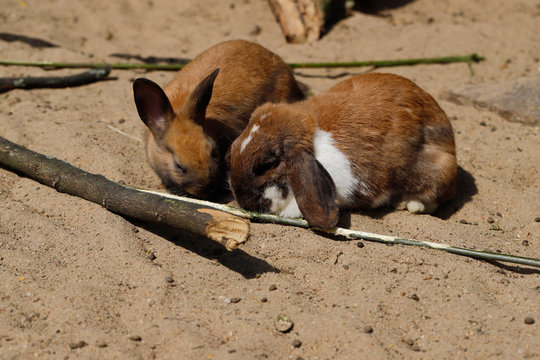Two domestic pygmy rabbits