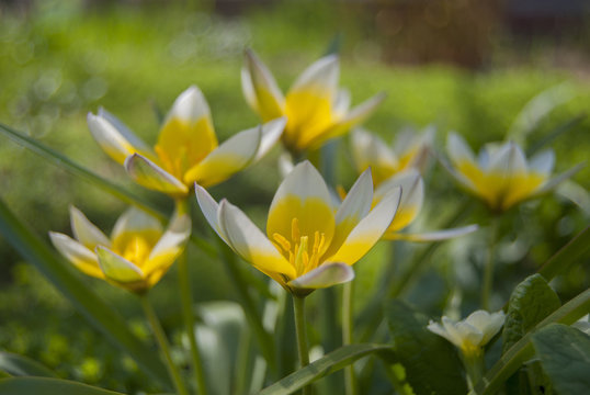 Spring varietal flowers tulips Kaufman (Tulipa kaufmanniana) are white and yellow in the garden.
