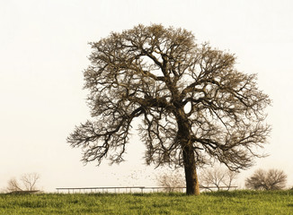 Lone pecan tree near Waco, Texas