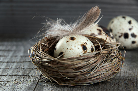 Quail eggs and feather in nest on wooden background